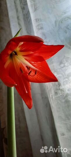 Гиппеаструм-амарилис