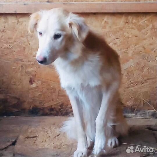 Отдам бесплатно собаку