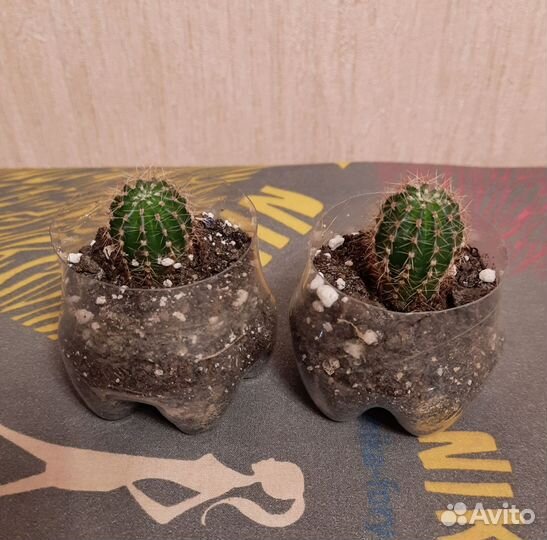 Кактусы и суккуленты