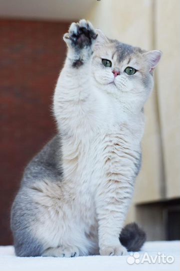Британский голубой золотой котик