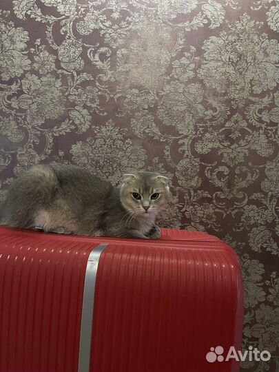 Кот золотая шиншилла мальчик