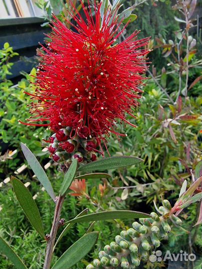 Каллистемон