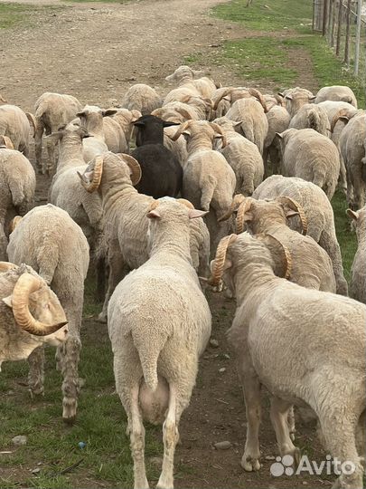Овцы бараны ягнята