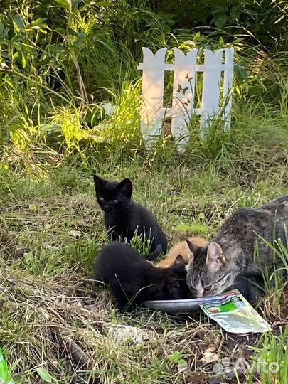 Игривые котята