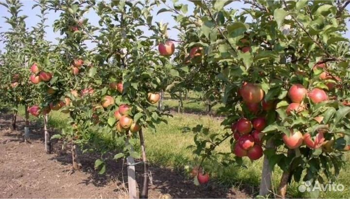 Саженцы груши и яблони, абрикос, слива