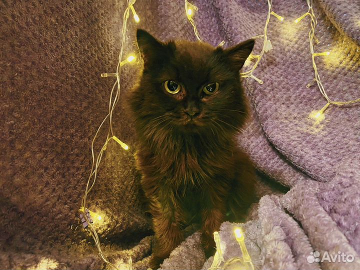 Красивая кошечка