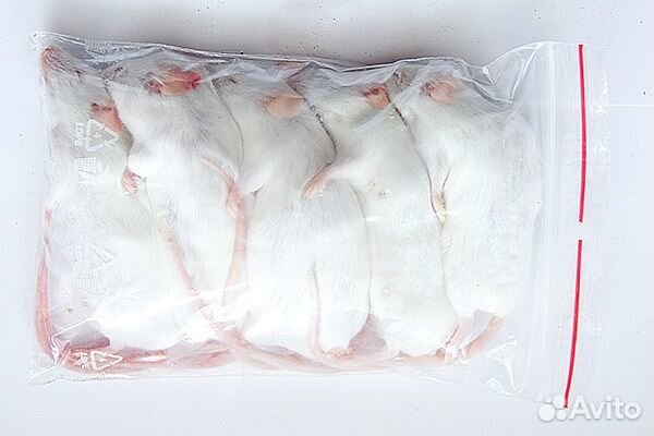 Кормовые грызуны: крысы