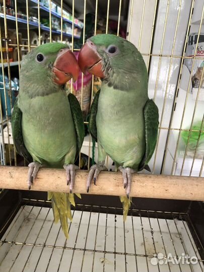 Александрийский попугай выкормыши птенцы