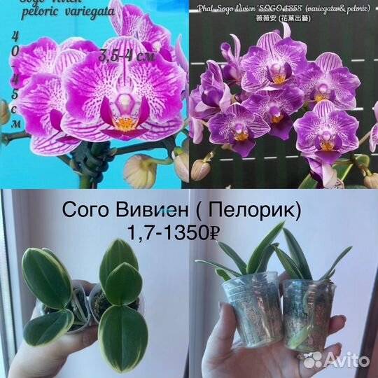 Орхидея подросток