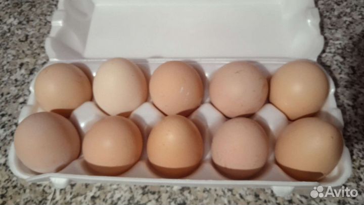 Домашние куриные яйца