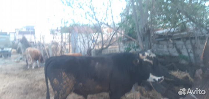 Телки с откорма