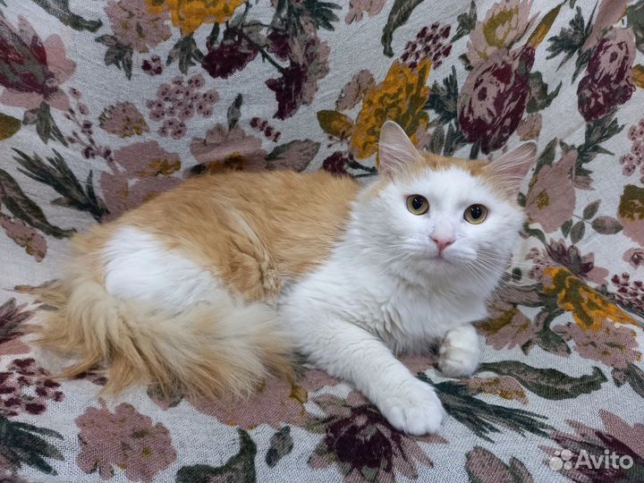 Котик Лунтик