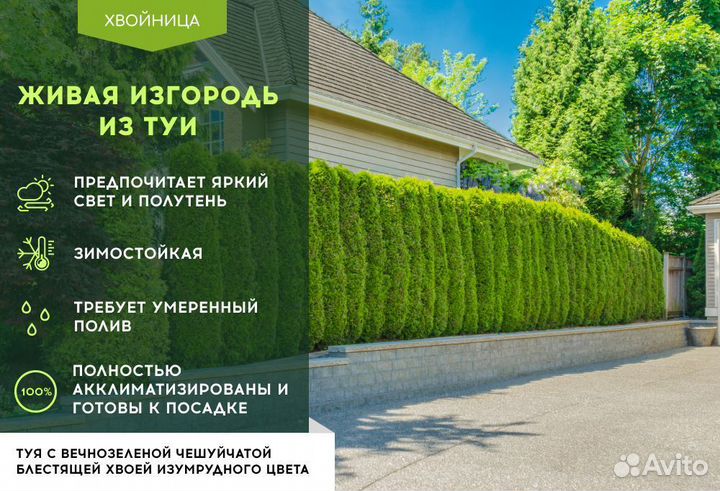 Туя в ассортименте:Брабант,Смарагд,Колумна