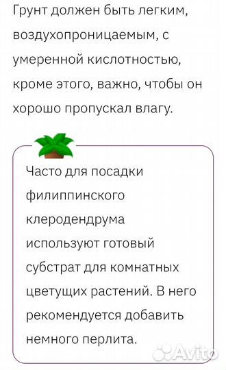 Клеродендрум 