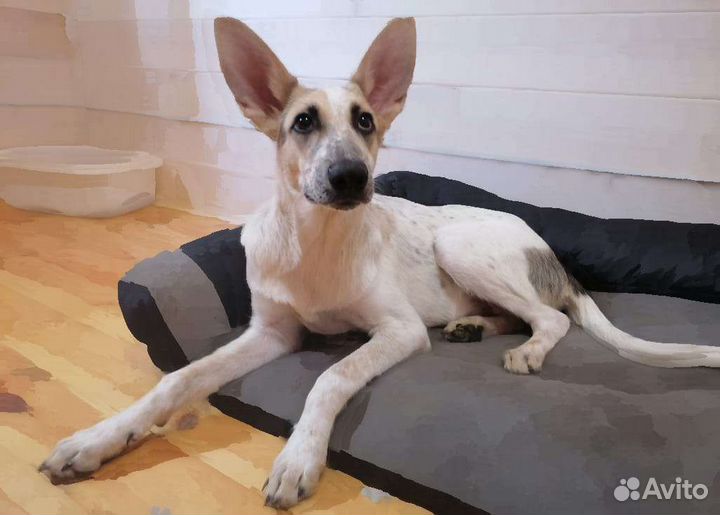 Щенок подросток