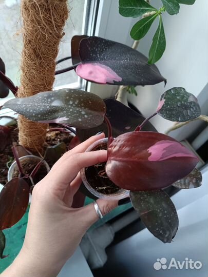 Филодендрон розовая принцесса