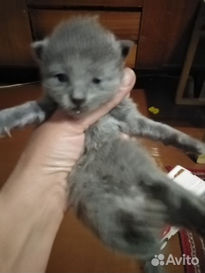 Вислоухие малыши