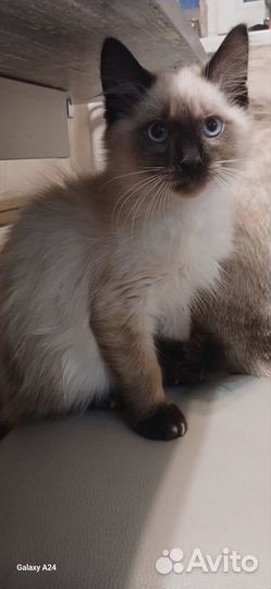 Котята в добрые руки бесплатно