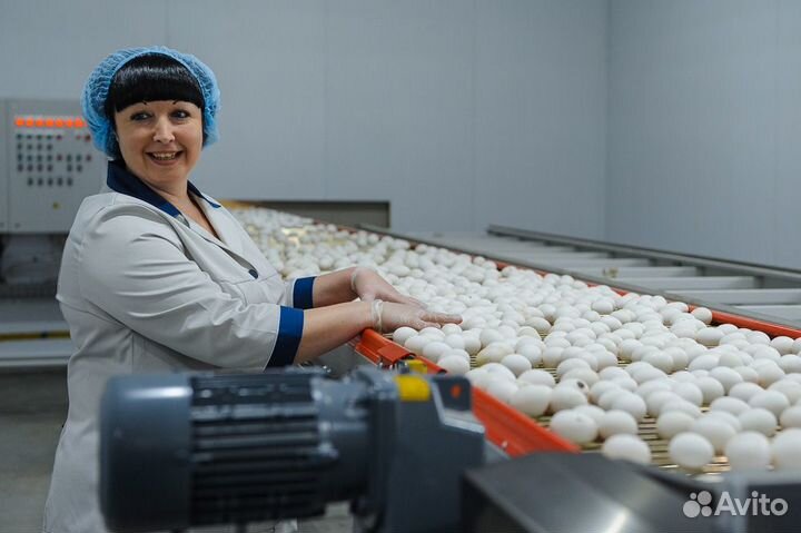 Вакансия на птицефабрике для всех желающих