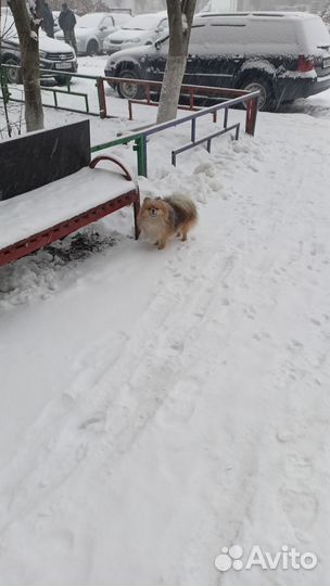 Шпиц. Вязка