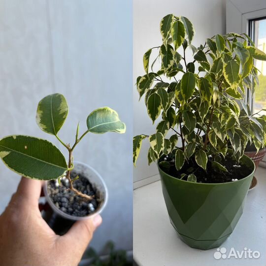 Фикус бенджамина пестролистный укорененные черенки