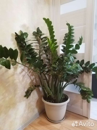 Замиокулькас