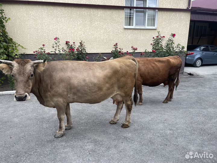 Корова дойная