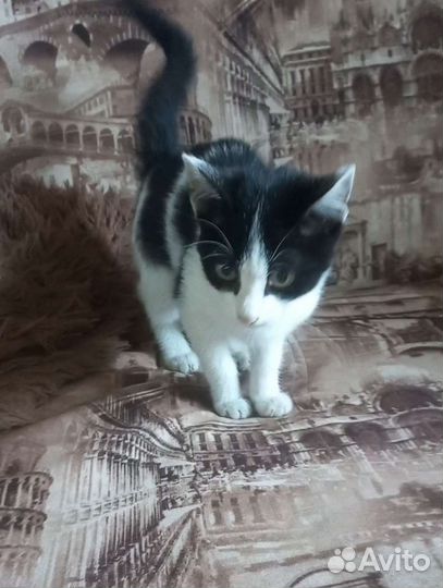 Котенок в добрые руки