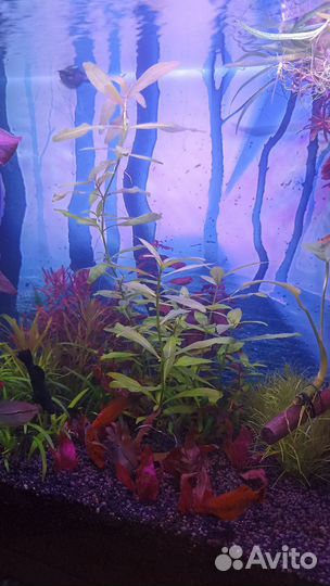 Аквариумные растения. Прополка