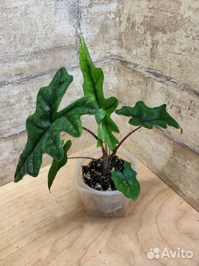 Красотки Жаклин