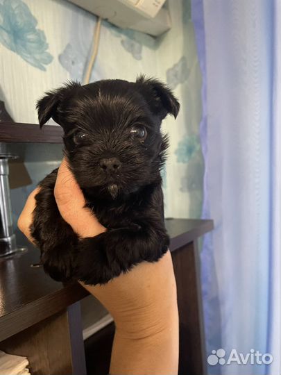 Йоркширский терьер