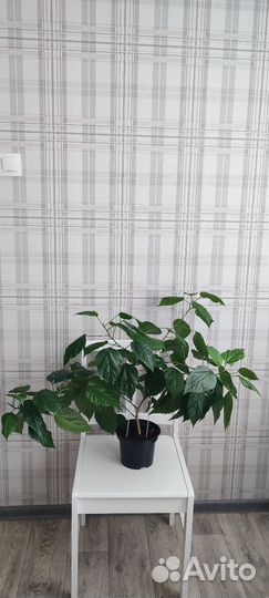 Гибискус Китайская роза красная махровая