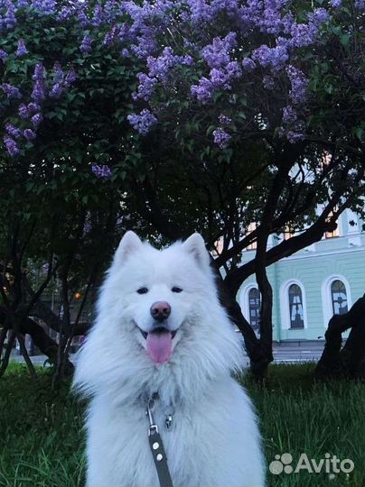 Передержка животных