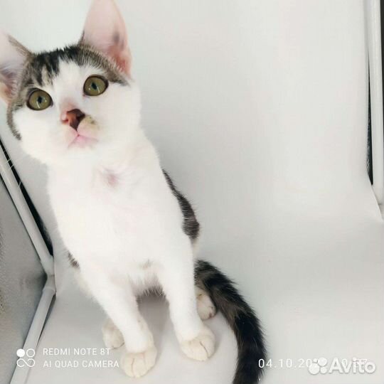 Котята в хорошие руки