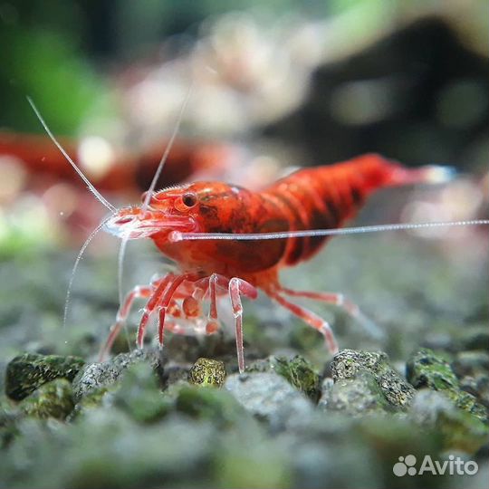 Аквариумные Креветки Ruby Red