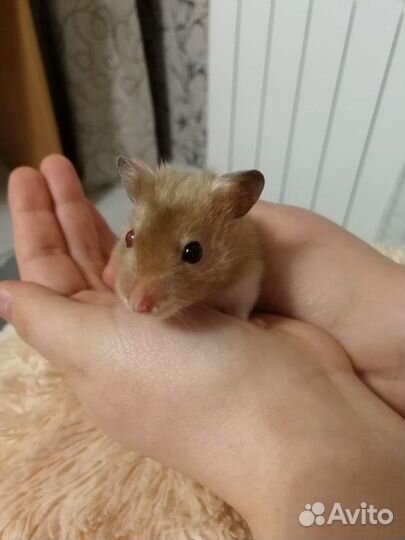 Сирийский хомяк