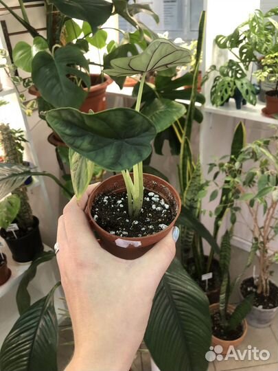 Алоказия шкура дракона