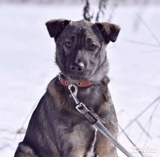 Собака в добрые руки щенок мальчик