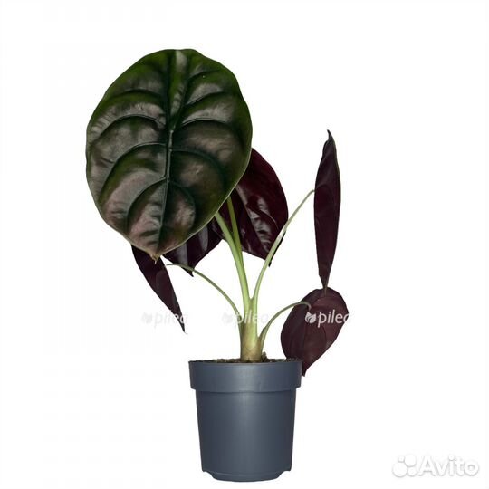 Алоказия ред секрет 12 40