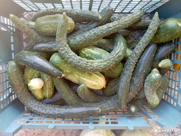 Баклажаны, помидоры, картофель, огурцы, кабачки