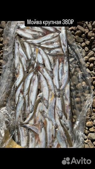 Рыба мойва