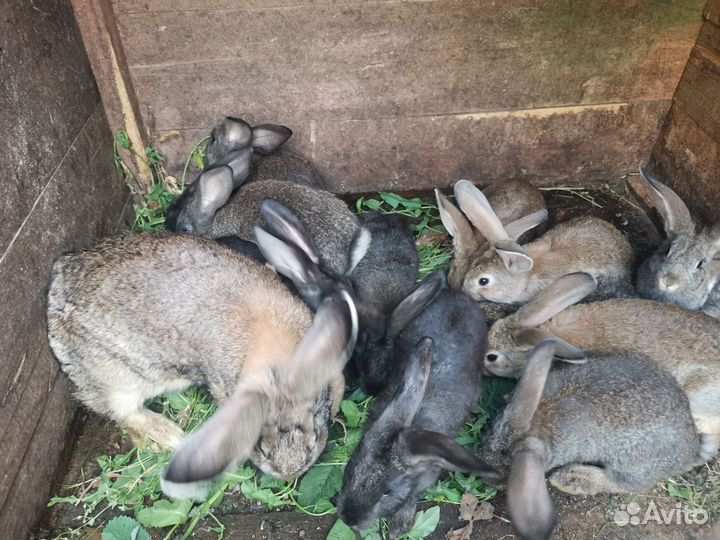 Кролики для души