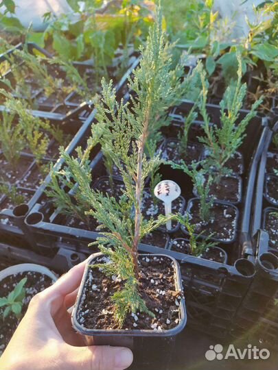 Можжевельник казацкий