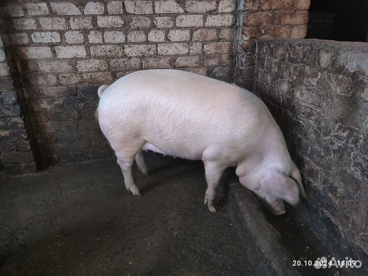 Свиньи тушкой