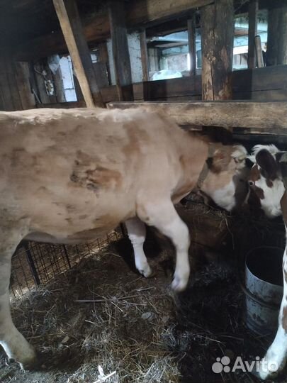 Продажа телят