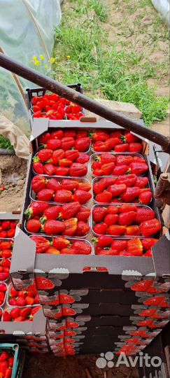 Продается рассада клубники