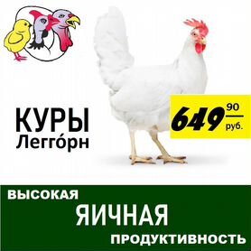 Куры молодки несушки