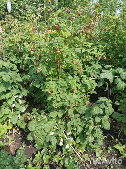 Продаю саженцы красной малины, крыжовника