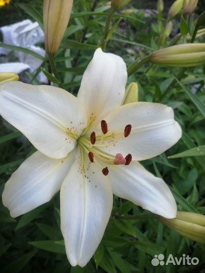 Саженцы лилии