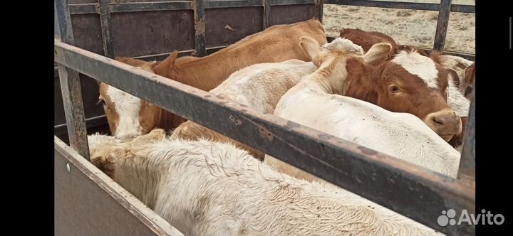 Бычки симменталы